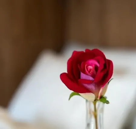 Mihajlo Kalman Διαμέρισμα